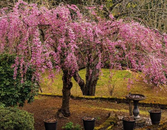 Weeping Cherry Planting - 9 Stunning Secrets!