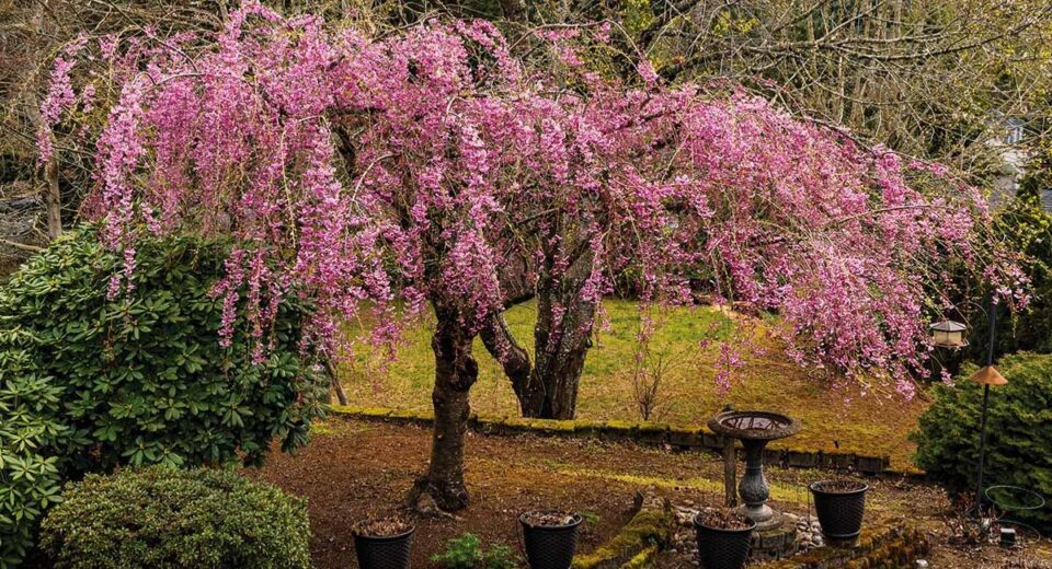 Weeping Cherry Planting - 9 Stunning Secrets!