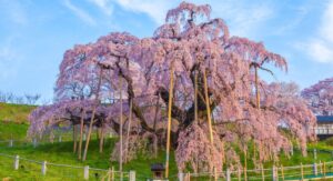 Weeping Cherry Planting Choosing the Perfect Location Outdoors: