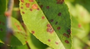Weeping Cherry Planting Recognizing and Treating Common Diseases: