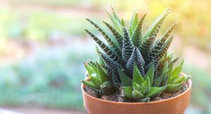 Zebra Plant Origins Explain Its Demanding Indoor Care Needs: