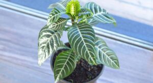 Zebra Plant Light Requirements Determine Overall Health Completely: