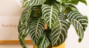 Zebra Plant Watering Mistakes Cause Most Preventable Health Problems: