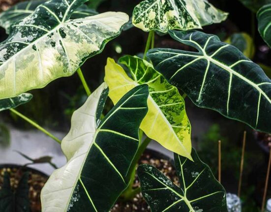 Alocasia Plant - 13 Expert Secrets for Dramatic Growth!