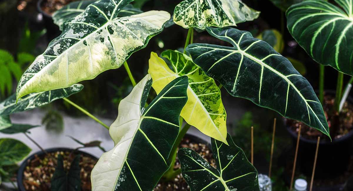 Alocasia Plant - 13 Expert Secrets for Dramatic Growth!