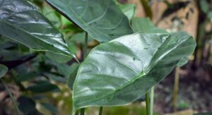 Alocasia Plant Origins Reveal Its Precise Indoor Care Needs: