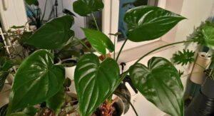Alocasia Plant Watering Discipline Prevents Most Health Crises: