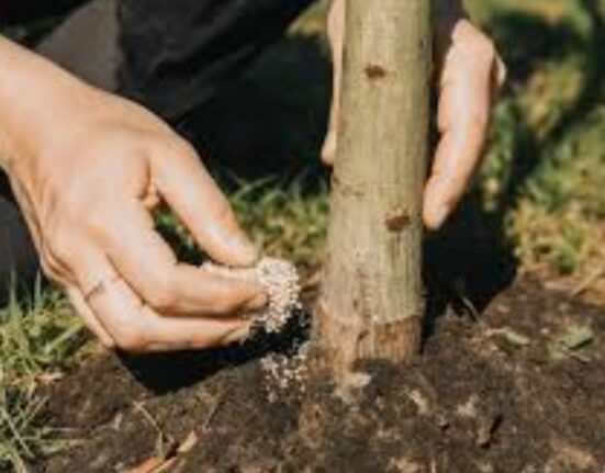 Eucalyptus Tree Planting - 10 Expert Growth Tips!