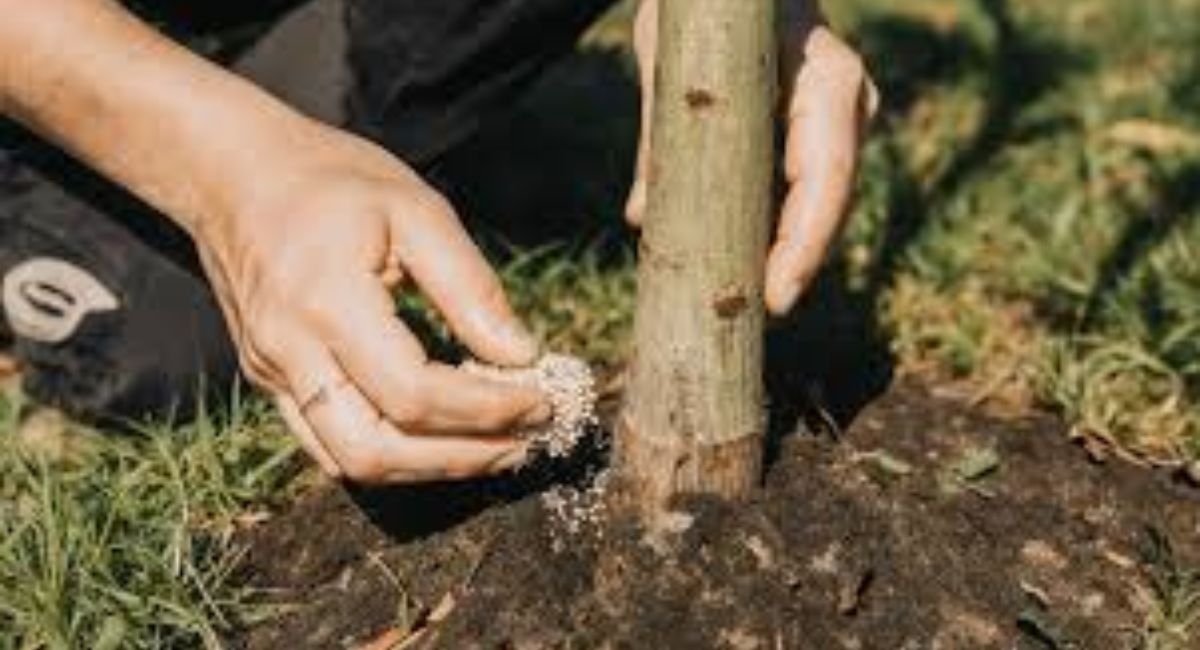 Eucalyptus Tree Planting - 10 Expert Growth Tips!