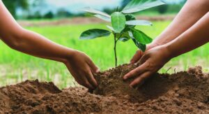 Eucalyptus Tree Planting Site Selection Determines Lifetime Success: