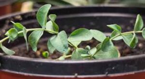 Eucalyptus Tree Planting Step-by-Step Hole Preparation Process: