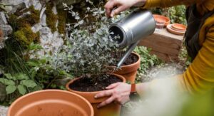 Eucalyptus Tree Planting Watering Schedule Prevents Root Problems: