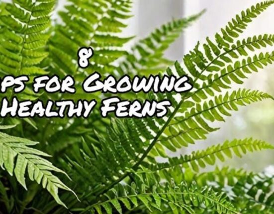 Fern Plant - 14 Expert Tips for Lush Growth!