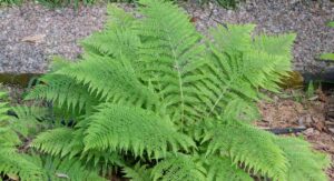 Fern Plant Origins Explain Every Single Care Requirement: