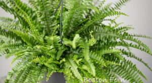 Fern Plant Light Requirements Differ Completely From Most Houseplants: