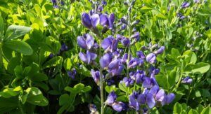 Indigo Plant Origins Reveal Its Specific Growing Environment Needs: