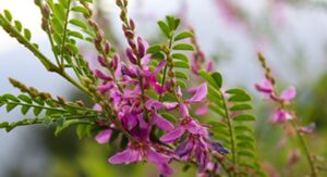 Indigo Plant Disease Identification Saves Your Harvest Reliably: