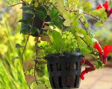 Lipstick Plant - 12 Secrets for Spectacular Blooms!