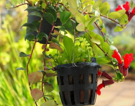 Lipstick Plant - 12 Secrets for Spectacular Blooms!