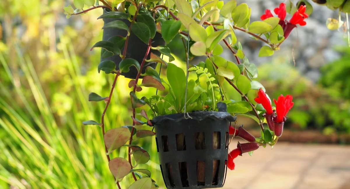 Lipstick Plant - 12 Secrets for Spectacular Blooms!