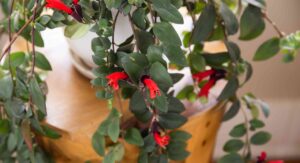 Lipstick Plant Origins Explain Its Precise Indoor Growing Needs: