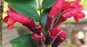 Lipstick Plant Light Requirements Directly Trigger Bloom Production: