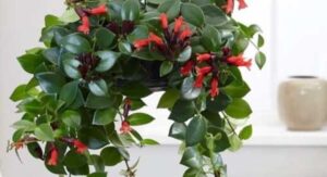 Lipstick Plant Watering Discipline Prevents Root Rot Disasters: