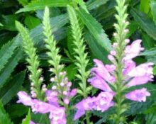 Obedient Plant - 9 Secrets for Spectacular Garden Blooms!