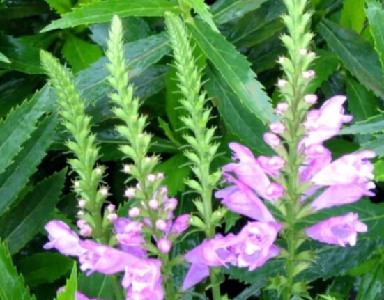 Obedient Plant - 9 Secrets for Spectacular Garden Blooms!