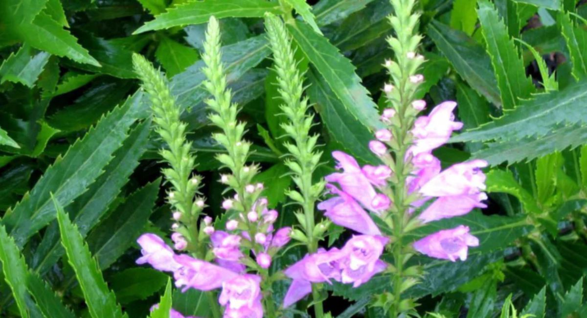 Obedient Plant - 9 Secrets for Spectacular Garden Blooms!