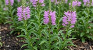 Obedient Plant Mastering Soil Preparation Before Planting:
