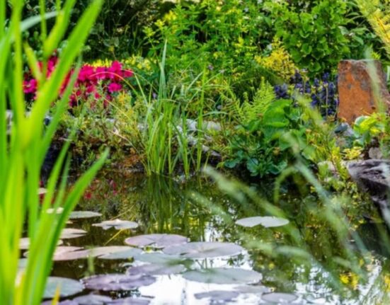 Water Plant Water - 9 Secrets for Thriving Aquatic Gardens!