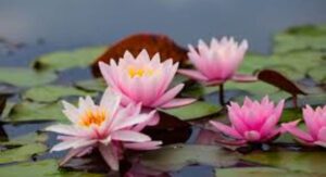 Water Plant Water Choosing the Right Aquatic Species Today: