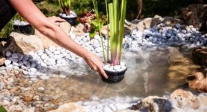 Water Plant Water Setting Up Your Pond Environment Correctly:
