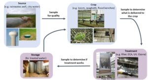 Water Plant Water Identifying and Treating Common Diseases: