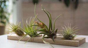 Air Plants Tillandsia Understanding How These Epiphytes Actually Work: