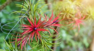 Air Plants Tillandsia Yellow Leaves — Reading What They Tell You: