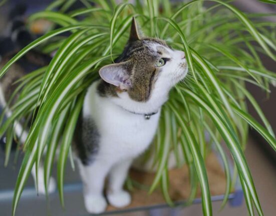 Are Spider Plants Toxic to Cats - 7 Brutal Truths!