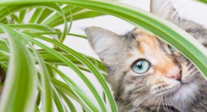 Are Spider Plants Toxic to Cats Understanding the Basic Science:
