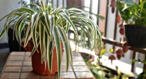 Are Spider Plants Toxic to Cats Compared to Other Houseplants: