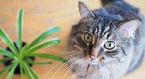Are Spider Plants Toxic to Cats Why Cats Eat Them in the First Place: