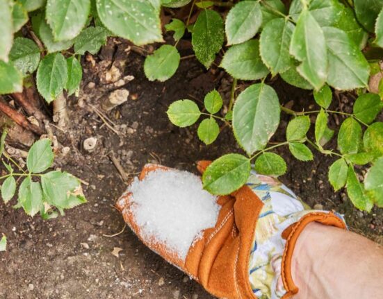Epsom Salt for Plants - 7 Proven Secrets!