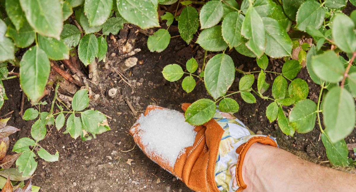 Epsom Salt for Plants - 7 Proven Secrets!