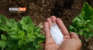 Epsom Salt for Plants Boosts Tomatoes and Peppers Specifically:
