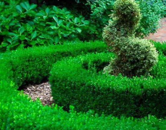 Green Velvet Boxwood Planting - 9 Expert Tips for Success!