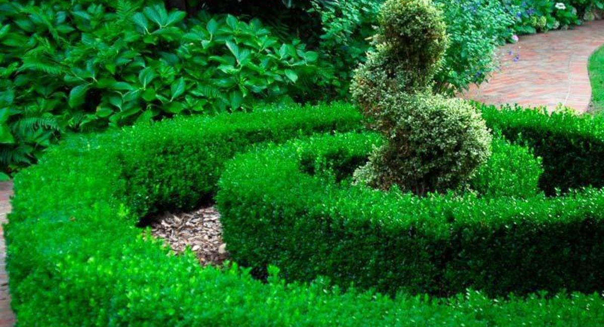 Green Velvet Boxwood Planting - 9 Expert Tips for Success!