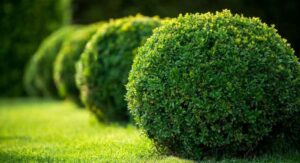 Green Velvet Boxwood Planting Site Selection for Long-Term Establishment: