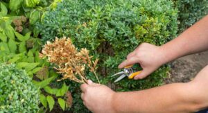 Watering Practices That Protect Your Green Velvet Boxwood Planting from Root Rot: