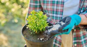 Mulching Strategies That Support Every Green Velvet Boxwood Planting Long-Term: