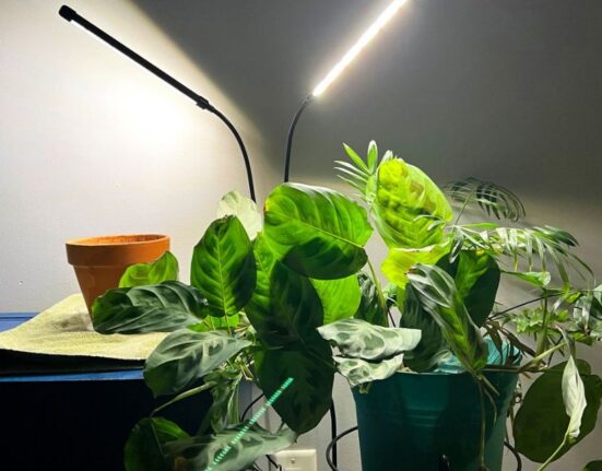 Grow Lights for Indoor Plants - 11 Amazing Picks!